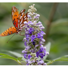 Lavender Flower Spikes Chaste Tree 1 Plants Vitex agnus-castus Fruiting Herb